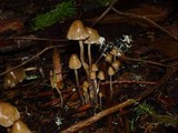 Psilocybe pelliculosa image