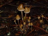 Psilocybe pelliculosa image