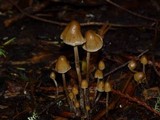 Psilocybe pelliculosa image