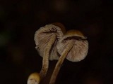 Psilocybe pelliculosa image