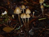 Psilocybe pelliculosa image