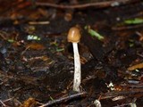 Psilocybe pelliculosa image