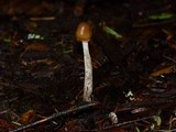 Psilocybe pelliculosa image