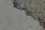 Echinoderma carinii image