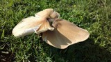 Termitomyces umkowaan image