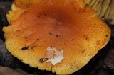 Pholiota spumosa image