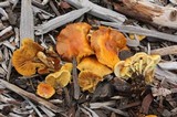 Pholiota spumosa image