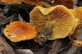 Pholiota spumosa image