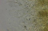 Pholiota spumosa image