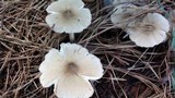 Termitomyces clypeatus image