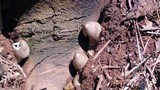 Termitomyces clypeatus image