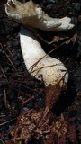 Termitomyces clypeatus image