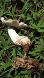 Termitomyces clypeatus image