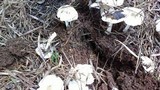 Termitomyces clypeatus image