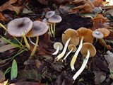 Bolbitius reticulatus image