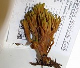 Ramaria apiculata image