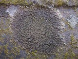 Xanthoparmelia verruculifera image