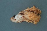Ramaria celerivirescens image