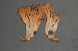Ramaria celerivirescens image