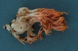 Ramaria flavobrunnescens image