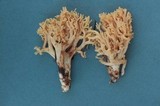 Ramaria flavigelatinosa var. fragrans image