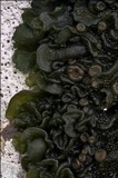 Collema fuscovirens image