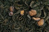 Collema fuscovirens image