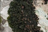 Collema fuscovirens image