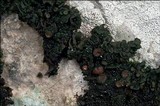 Collema fuscovirens image