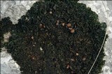 Collema fuscovirens image