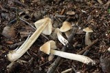 Entoloma strictius image