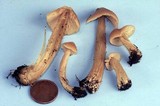 Entoloma strictius image