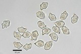 Entoloma strictius image