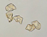 Entoloma strictius image