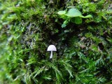 Mycena corynephora image