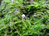 Mycena corynephora image