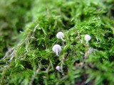 Mycena corynephora image