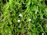 Mycena corynephora image