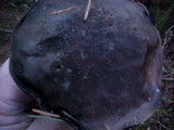 Boletus zelleri image