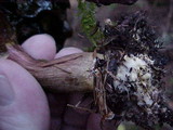 Boletus zelleri image