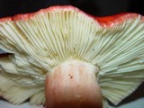 Russula sanguinaria image