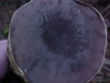 Boletus zelleri image
