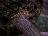 Boletus zelleri image