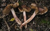 Inocybe adaequata image