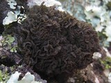 Leptogium coralloideum image