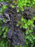 Leptogium coralloideum image