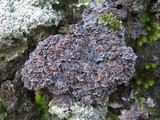 Pannaria rubiginosa image