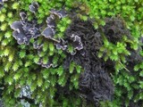 Leptogium coralloideum image
