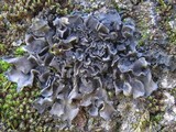 Collema subflaccidum image