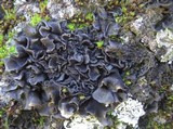 Collema subflaccidum image